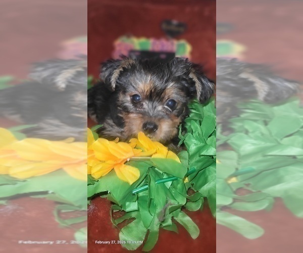 Medium Photo #82 Yorkshire Terrier Puppy For Sale in AKRON, OH, USA