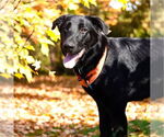 Small #9 Labrador Retriever Mix