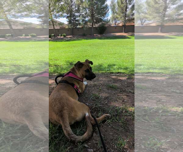 Medium Photo #5 Boxer-German Shepherd Dog Mix Puppy For Sale in Chandler, AZ, USA