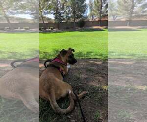 SKETCHY - Male Boxer-German Shepherd Dog Mix Dog for Adoption - Photo #5