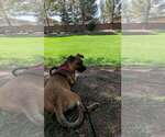 Small #4 Boxer-German Shepherd Dog Mix