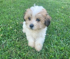 Havashu Puppy for sale in NOVI, MI, USA