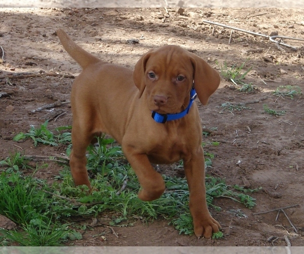 Medium Photo #2 Vizsla Puppy For Sale in AMORITA, OK, USA