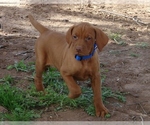 Small #1 Vizsla