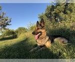 Small #5 German Shepherd Dog