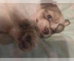 Small #23 Maltipom-Pomeranian Mix