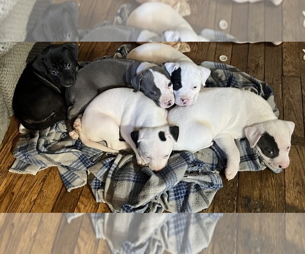 Medium Photo #1 American Pit Bull Terrier Puppy For Sale in ZANESVILLE, OH, USA