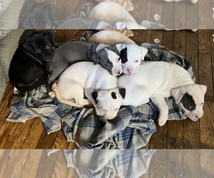 American Pit Bull Terrier Puppy for Sale in ZANESVILLE, Ohio USA