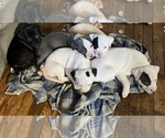 Small American Pit Bull Terrier