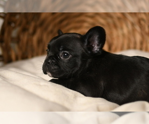 Medium French Bulldog