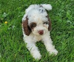 Small #5 Bernedoodle (Miniature)