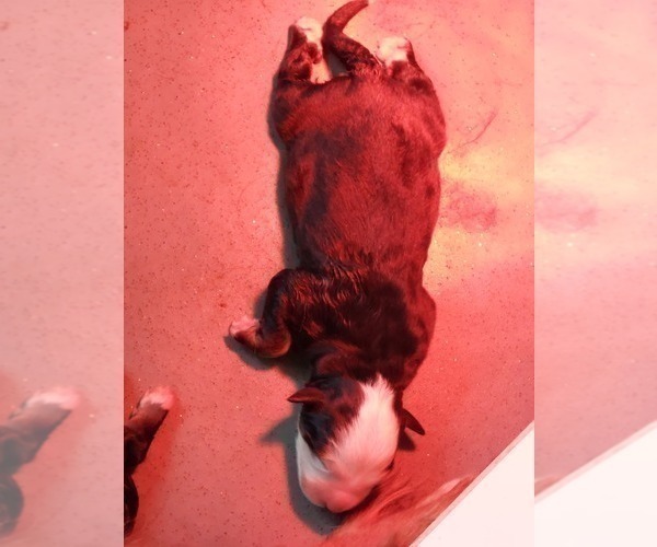 Medium Photo #2 Bernese Mountain Dog Puppy For Sale in Hatvan, Heves, Hungary