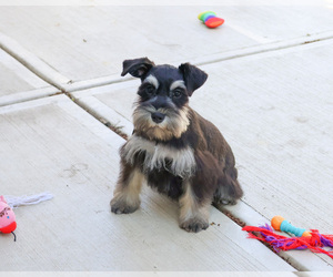 Schnauzer (Miniature) Puppy for sale in SYRACUSE, IN, USA