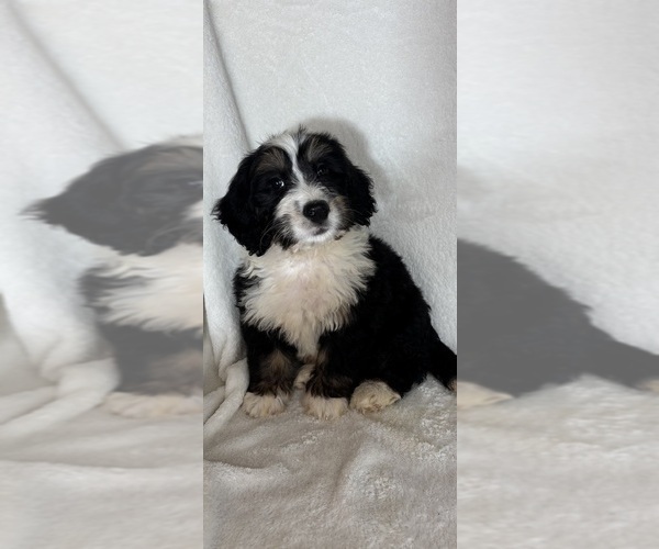 Medium Photo #3 Bernedoodle Puppy For Sale in GREENFIELD, IN, USA