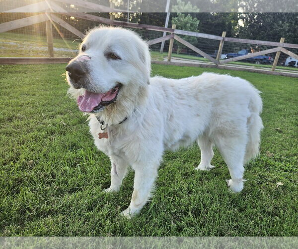 Medium Photo #6 Great Pyrenees Puppy For Sale in Croydon, NH, USA