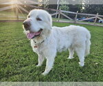 Small Photo #6 Great Pyrenees Puppy For Sale in Croydon, NH, USA