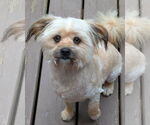 Small #4 Havanese Mix