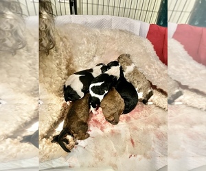 Poodle (Standard)-Whoodle Mix Puppy for sale in URBANA, OH, USA