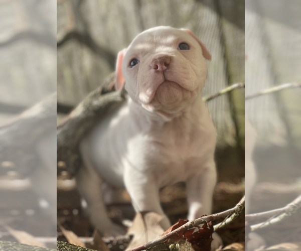 Medium Photo #5 American Bulldog Puppy For Sale in AUBURN, WA, USA