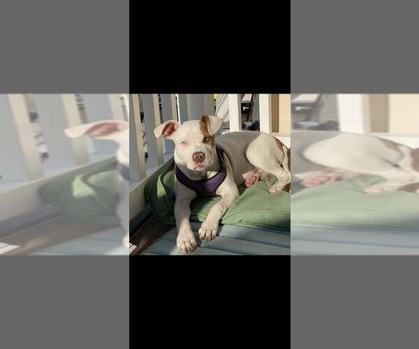 Medium Photo #24 American Pit Bull Terrier-Chihuahua Mix Puppy For Sale in New York, NY, USA