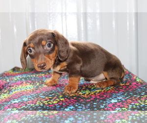 Dachshund Puppy for sale in BEDFORD, IN, USA