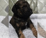 Puppy Koda Poodle (Standard)