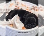 Small Photo #19 Pug Puppy For Sale in NEW BERN, NC, USA