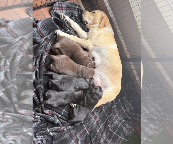 Medium Photo #1 Labrador Retriever Puppy For Sale in MILFORD, IL, USA