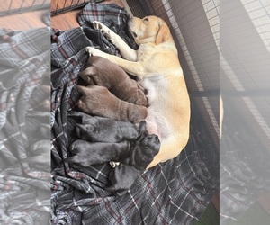 Mother of the Labrador Retriever puppies born on 02/10/2026