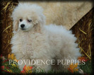 Small Photo #80 Poodle (Miniature) Puppy For Sale in COPPOCK, IA, USA