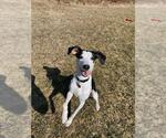 Small #1 Feist Terrier-Treeing Walker Coonhound Mix
