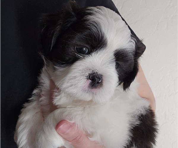 Medium Photo #15 Shih Apso Puppy For Sale in GOODYEAR, AZ, USA
