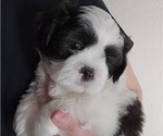 Small Photo #15 Shih Apso Puppy For Sale in GOODYEAR, AZ, USA