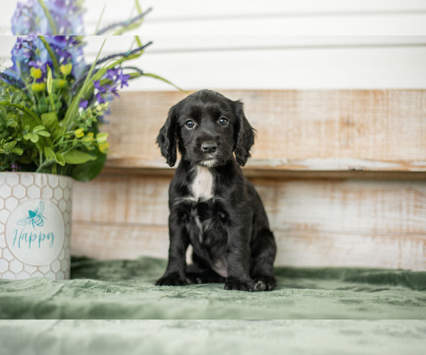 Medium Photo #1 English Cocker Spaniel Puppy For Sale in SHREVE, OH, USA