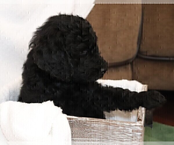 Medium Photo #3 Poodle (Standard) Puppy For Sale in LAKE CITY, FL, USA