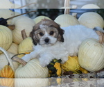 Small #1 Cavachon