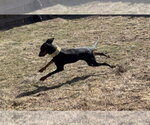 Small Photo #13 Doberman Pinscher Puppy For Sale in Minneaoplis, MN, USA
