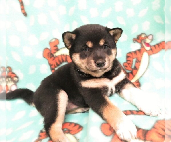 Medium Photo #3 Shiba Inu Puppy For Sale in GROVESPRING, MO, USA