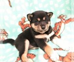Small Photo #3 Shiba Inu Puppy For Sale in GROVESPRING, MO, USA