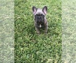Small Photo #54 French Bulldog Puppy For Sale in WHITTIER, CA, USA