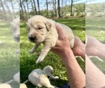 Small Photo #13 Golden Retriever Puppy For Sale in CONCORD, VA, USA