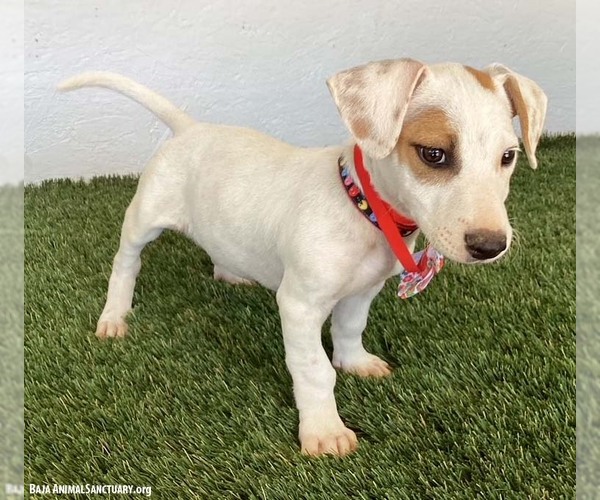 Medium Photo #2 Jack Russell Terrier-Unknown Mix Puppy For Sale in San Diego, CA, USA