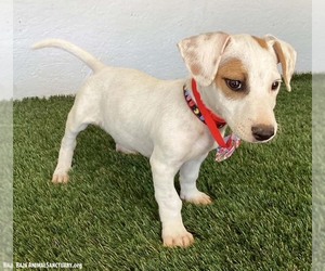 Kelsey - Female Jack Russell Terrier-Unknown Mix Dog for Adoption - Photo #2