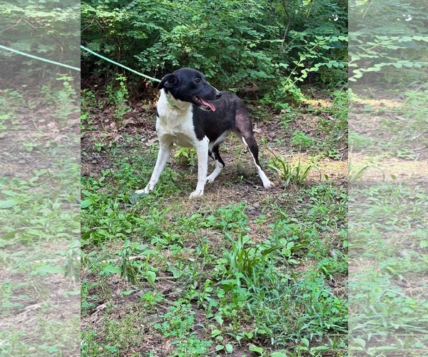 Medium Photo #6 Mutt Puppy For Sale in HOPKINSVILLE/PRINCETON, KY, NH, USA