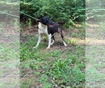 Small #5 Mutt