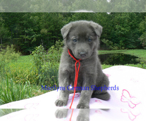 German Shepherd Dog Puppy for Sale in PIEDMONT, Missouri USA