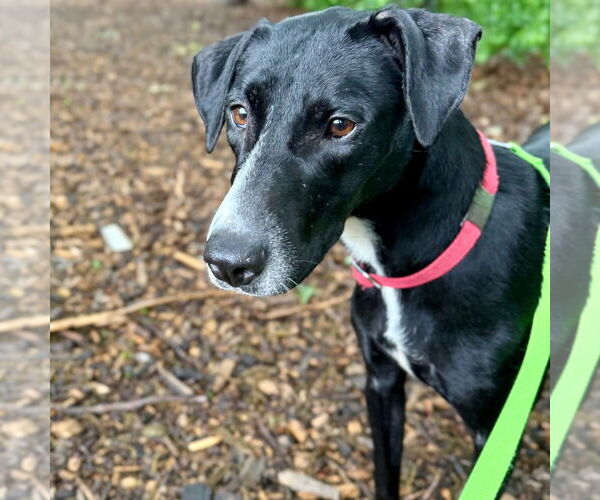 Medium Photo #7 Greyhound-Labrador Retriever Mix Puppy For Sale in Canton, CT, USA