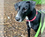 Small #6 Greyhound-Labrador Retriever Mix
