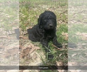 Labradoodle Puppy for Sale in SAINT PETER, Illinois USA