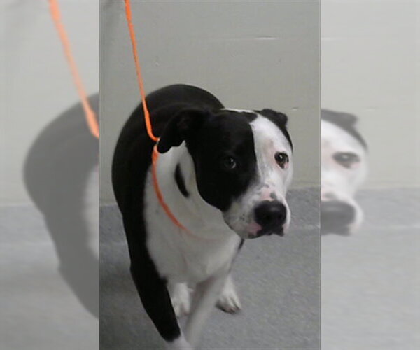 Medium Photo #1 American Pit Bull Terrier-Unknown Mix Puppy For Sale in Pasadena, TX, USA